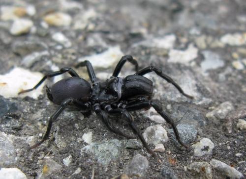 Atypus sp.
